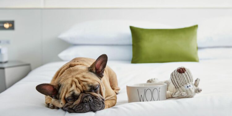 Pet-Friendly Hotels Ensure A Memorable Stay for Pets and Owners